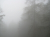 18 misty forest 1  web